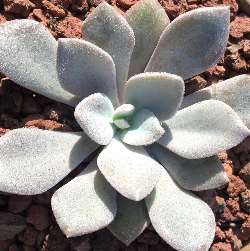 Coppertone Sedum Succulent – Golden Copper Easy-Care Plant