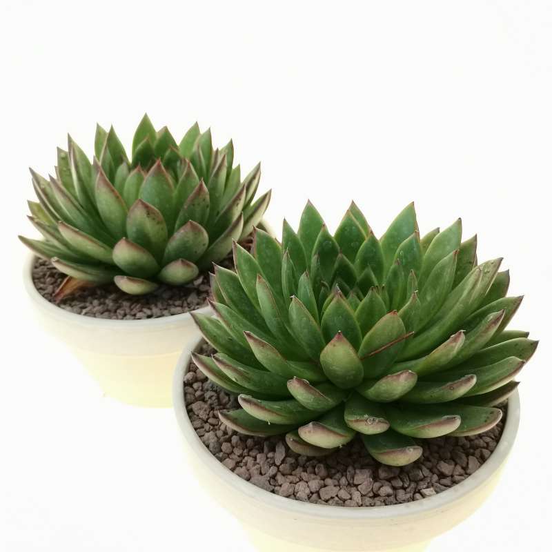 Echeveria Agavoides Dark Green Succulent – Elegant Rosette Plant with Eco Bamboo Pot
