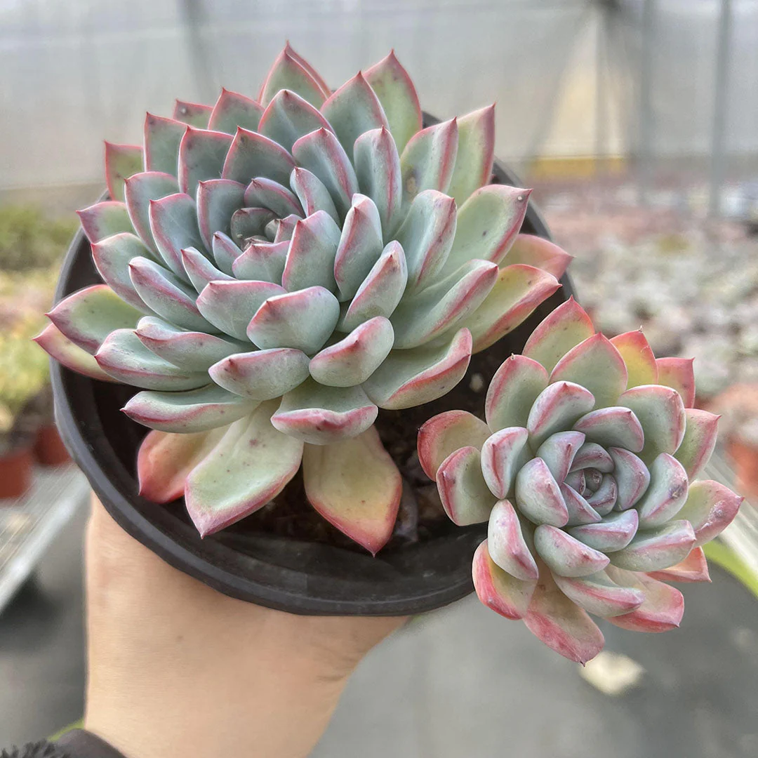 Echeveria Cherry Succulent – Hand-Selected Rosette Plant