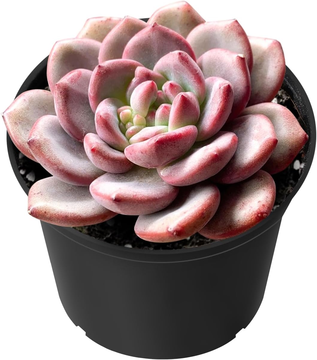 Echeveria Desmetiana Succulent