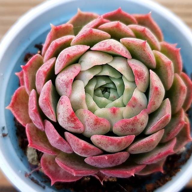 Echeveria Charlotte Succulent – Elegant Rosette Collector Plant