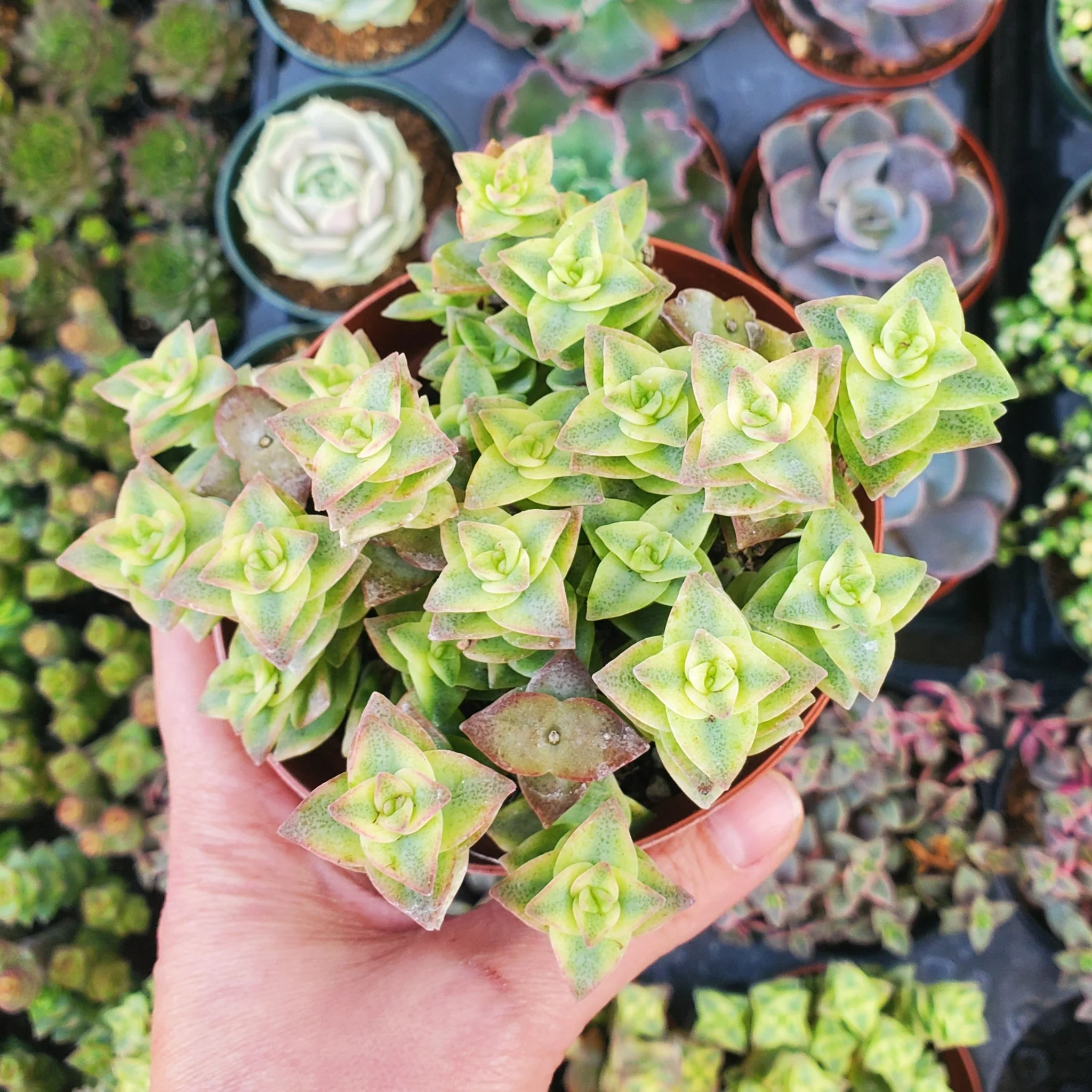 Echeveria Cubic Frost Succulent – Frosty Lavender Rosette Collector Plant