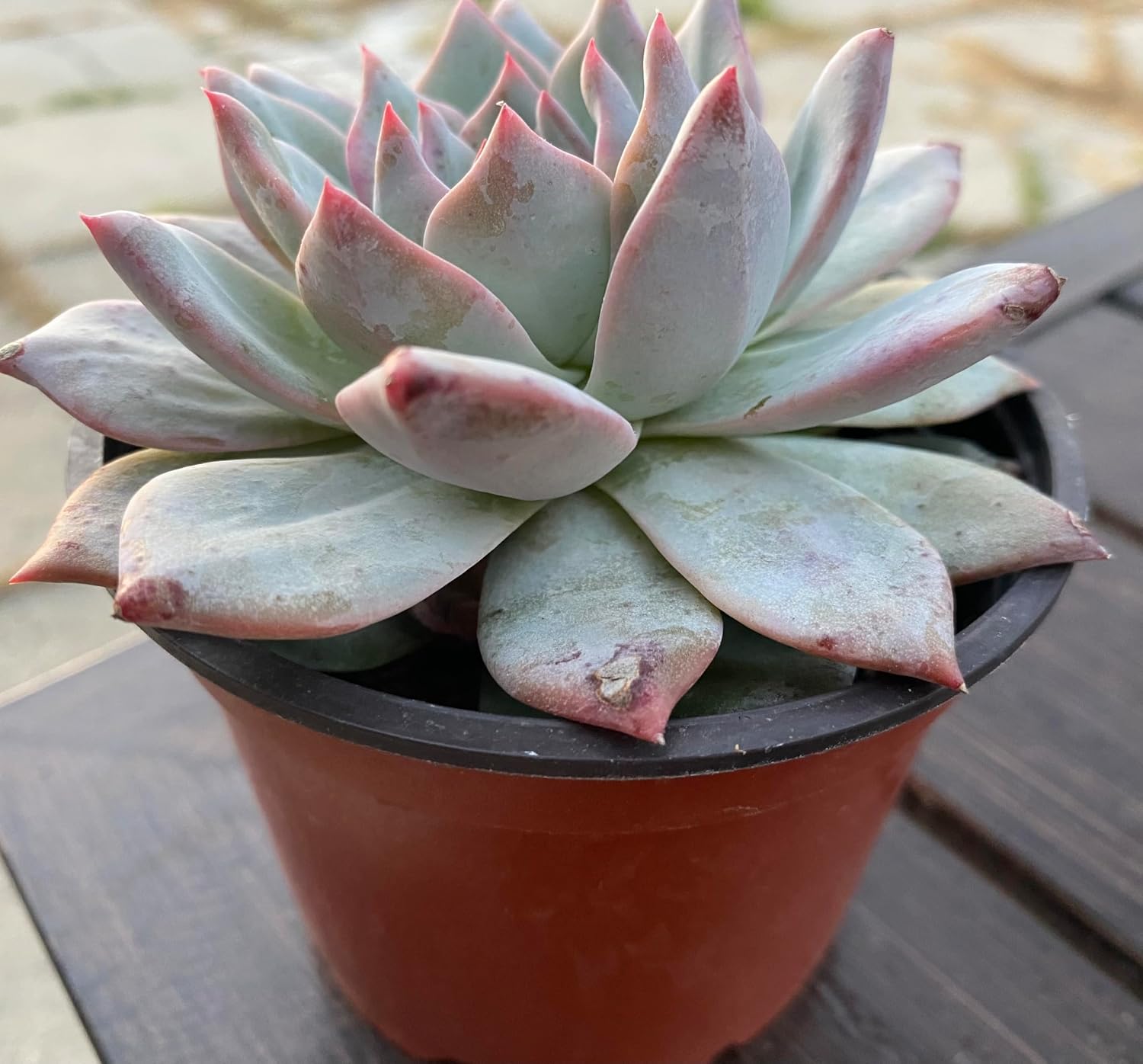 Echeveria 'Blue Bird' Succulent