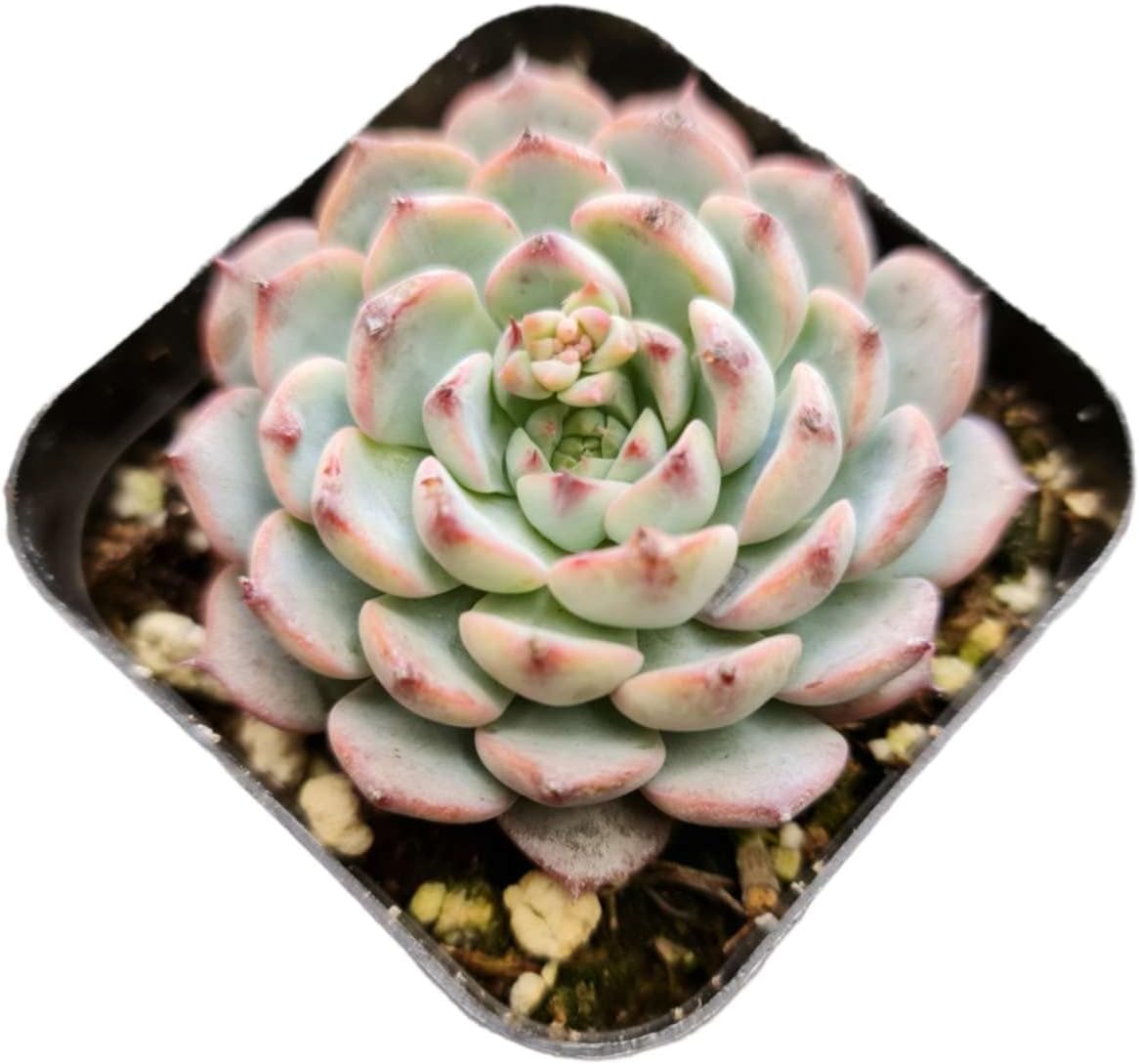 Live Succulent Cactus Plants (2