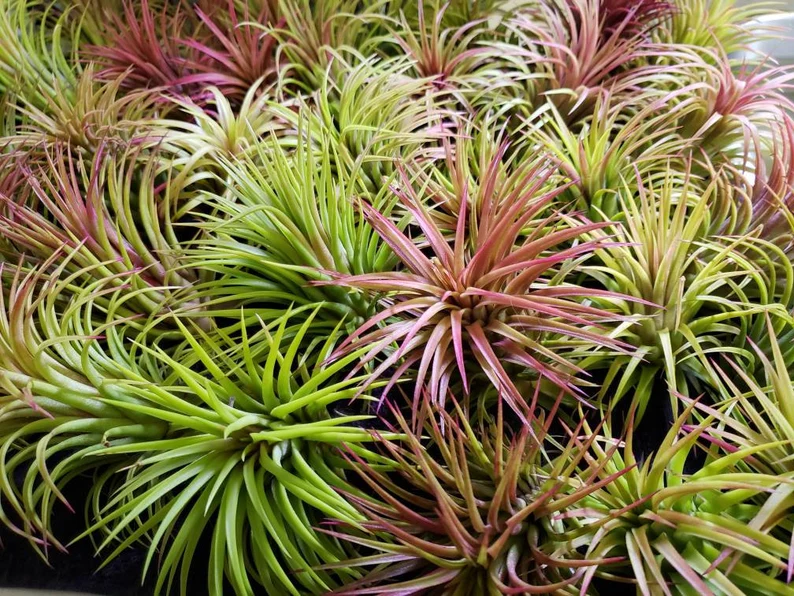 Tillandsia Rubra Air Plan
