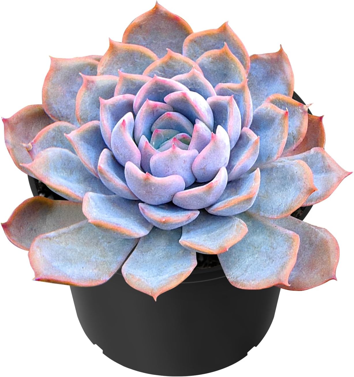 Echeveria Desmetiana Succulent