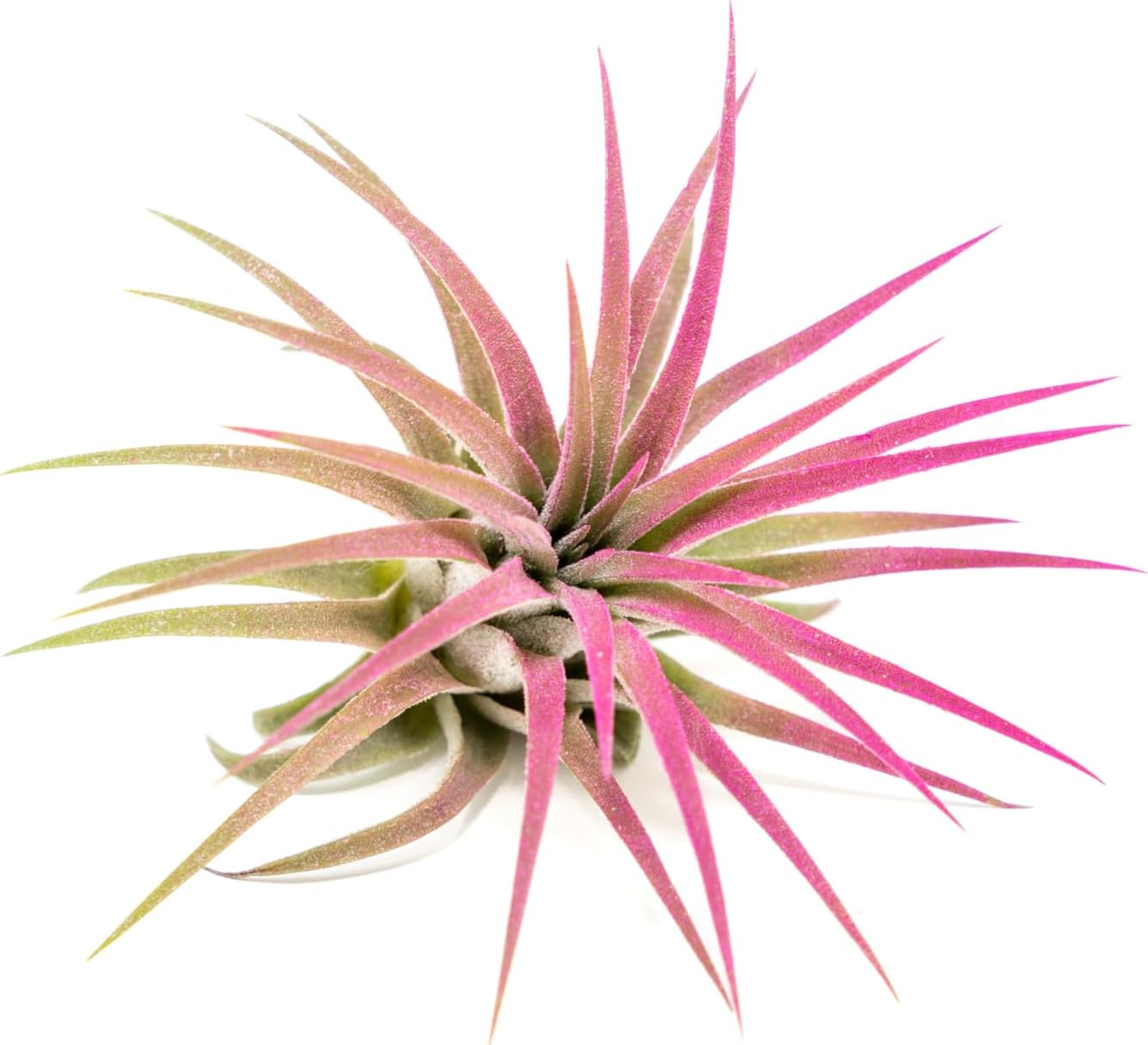 Vibrant Rubra Air Plants - 3-Pack Bundle