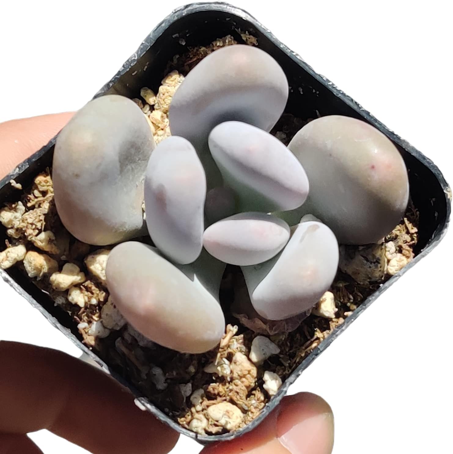 Live Succulent Cactus Plants (2