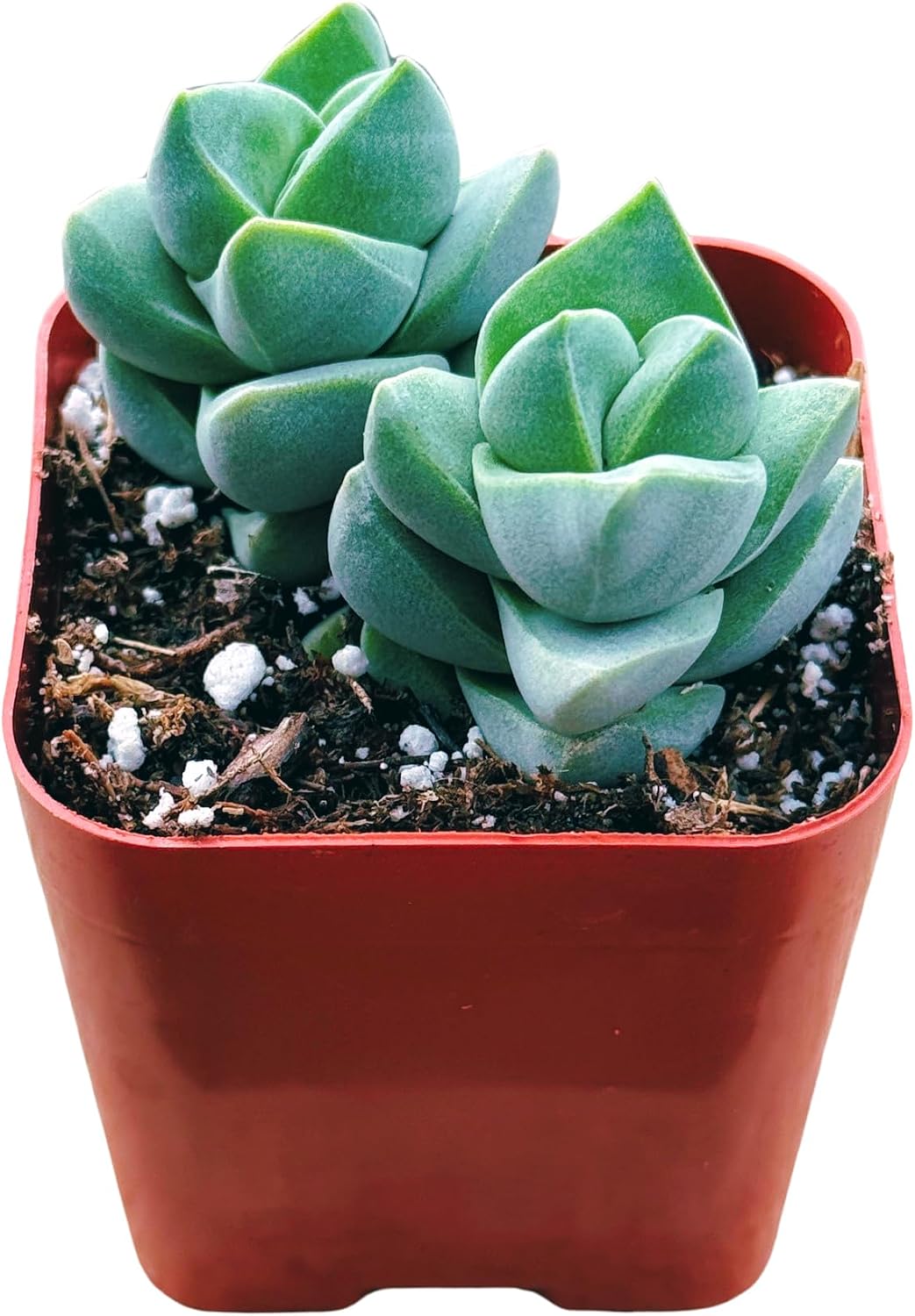 Succulents Plants Live 2inch Live Mini Succulent Plants, Easy Care House Plants Rooted in Succulent Soil Mix, By The Succulent Cult (Crassula Money Maker Variegated, 2 Inch)