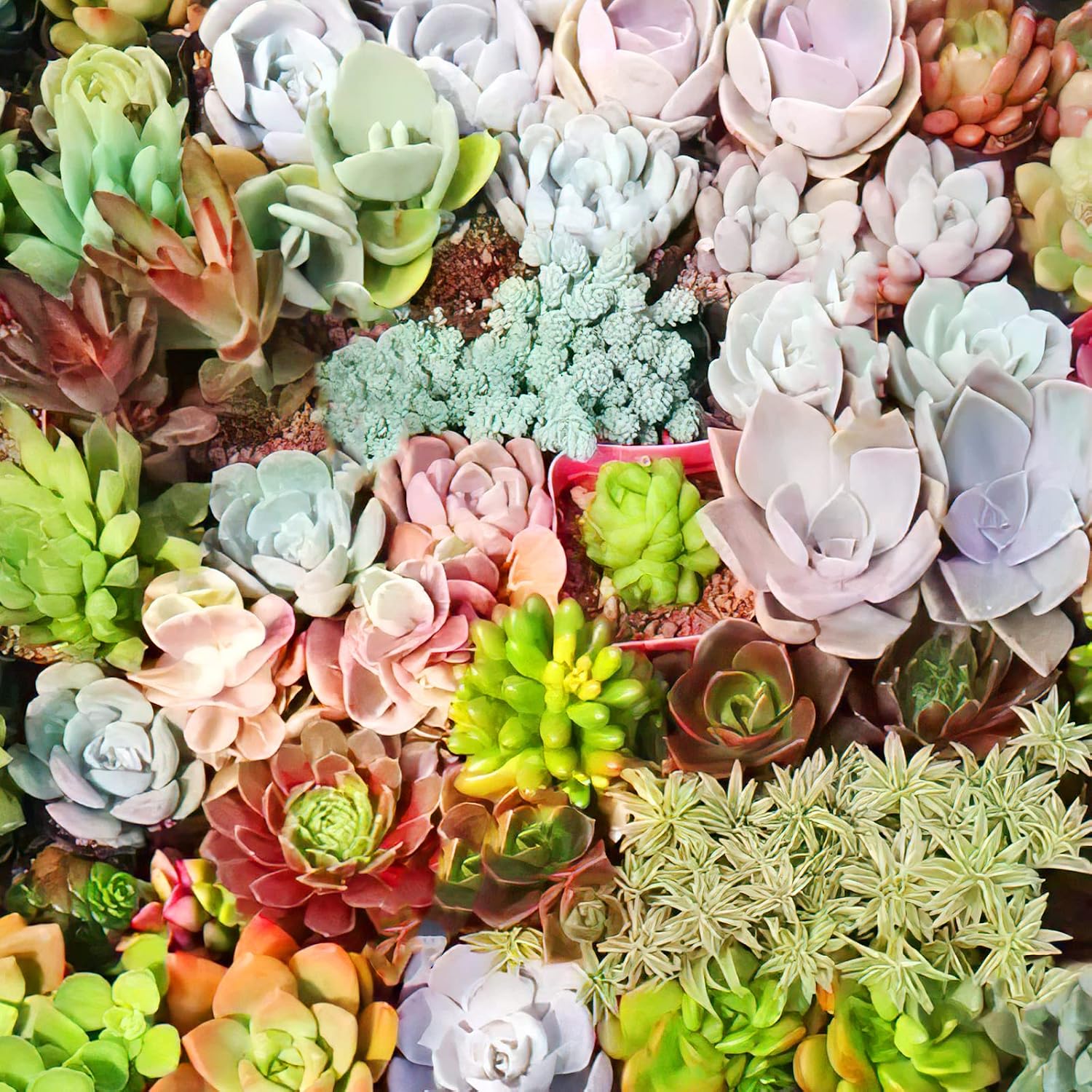 Colorful Succulent Cuttings (10 Pack)