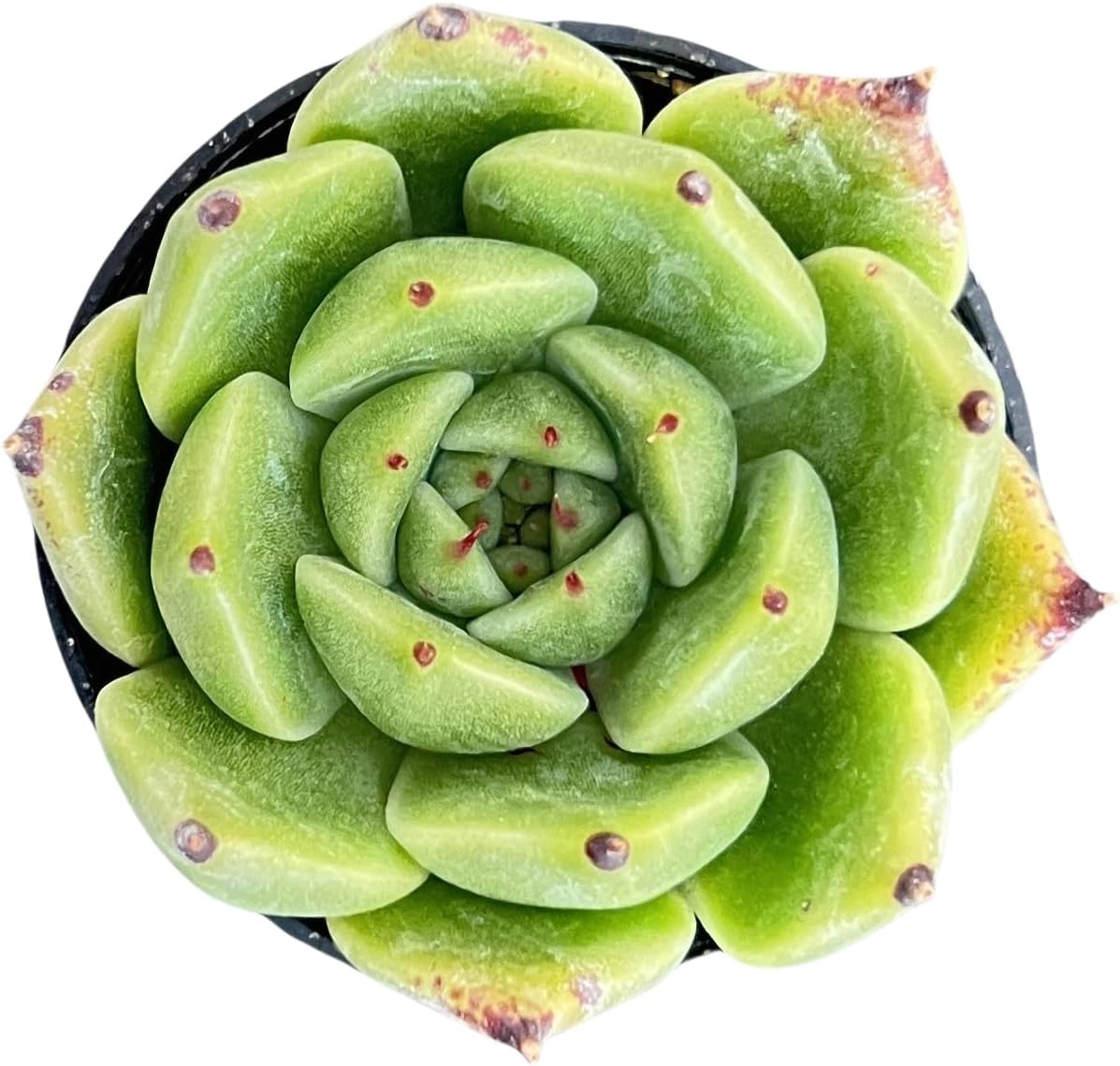 Echeveria Desmetiana Succulent