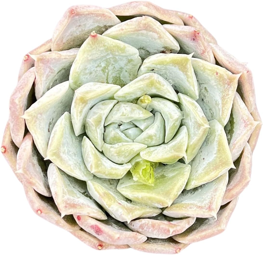 Sprout N Green Echeveria 'Gold Quartz', Live Succulent Plant Fully Rooted in 2