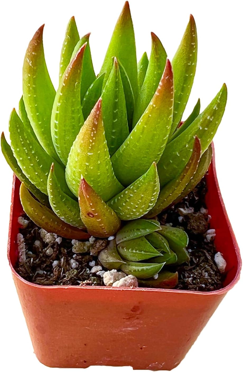 Echeveria Desmetiana Succulent