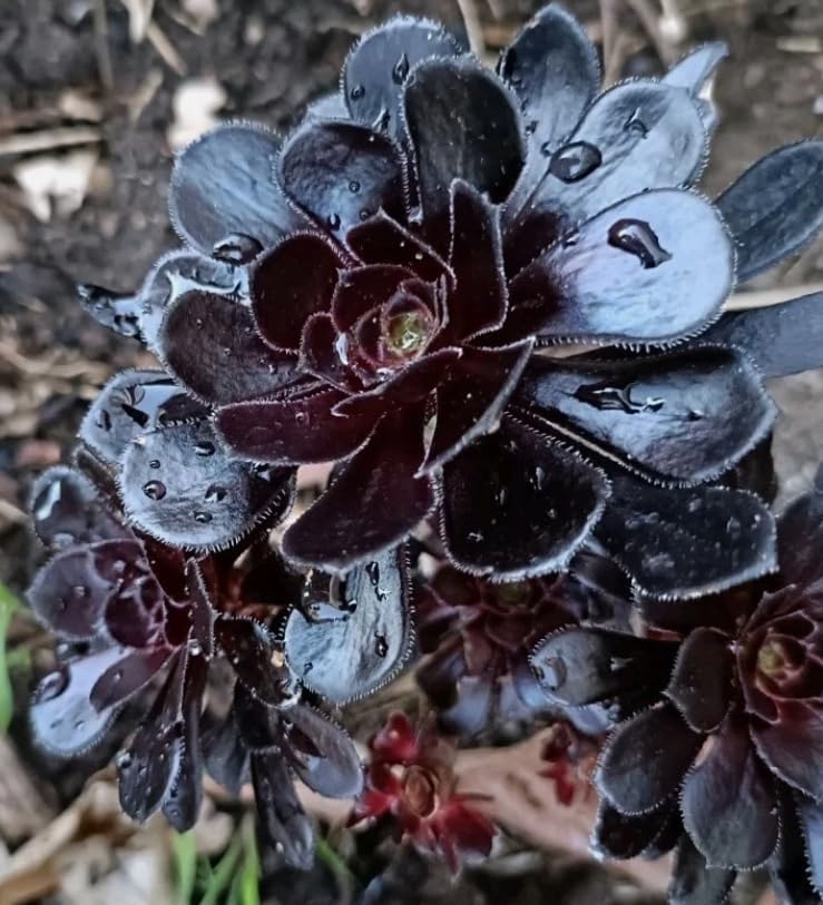 Black Rose Aeonium Succulent – Dramatic Dark Rosette Plant