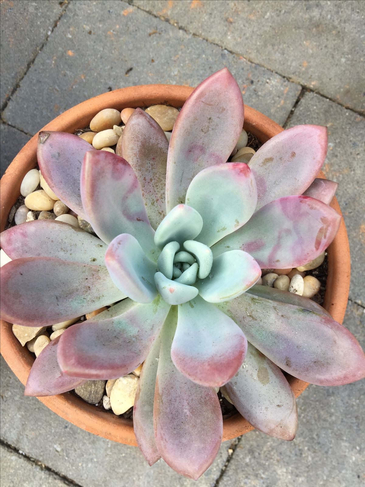 Ghost Plant (Graptopetalum Paraguayense) – 2 Live Succulents in 2