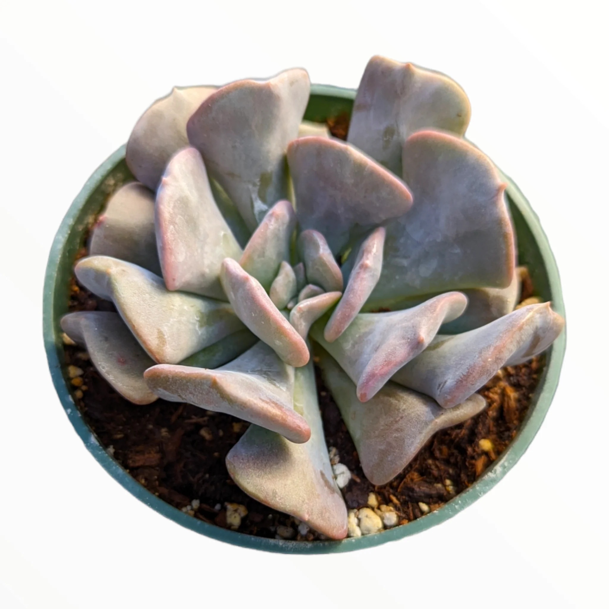 Echeveria Cubic Frost Succulent – Frosty Lavender Rosette Collector Plant
