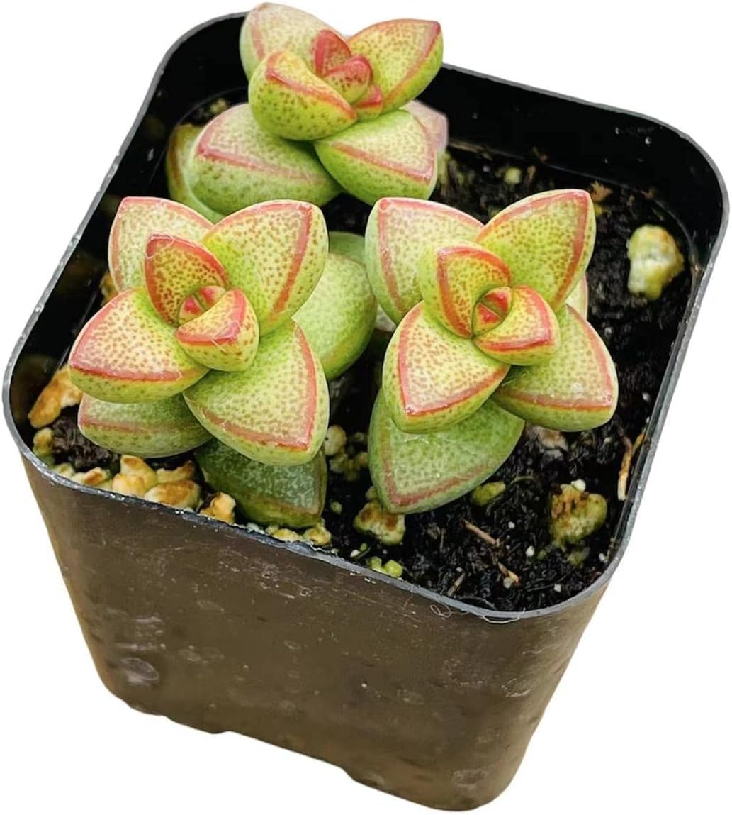 Live Succulent Cactus Plants (2