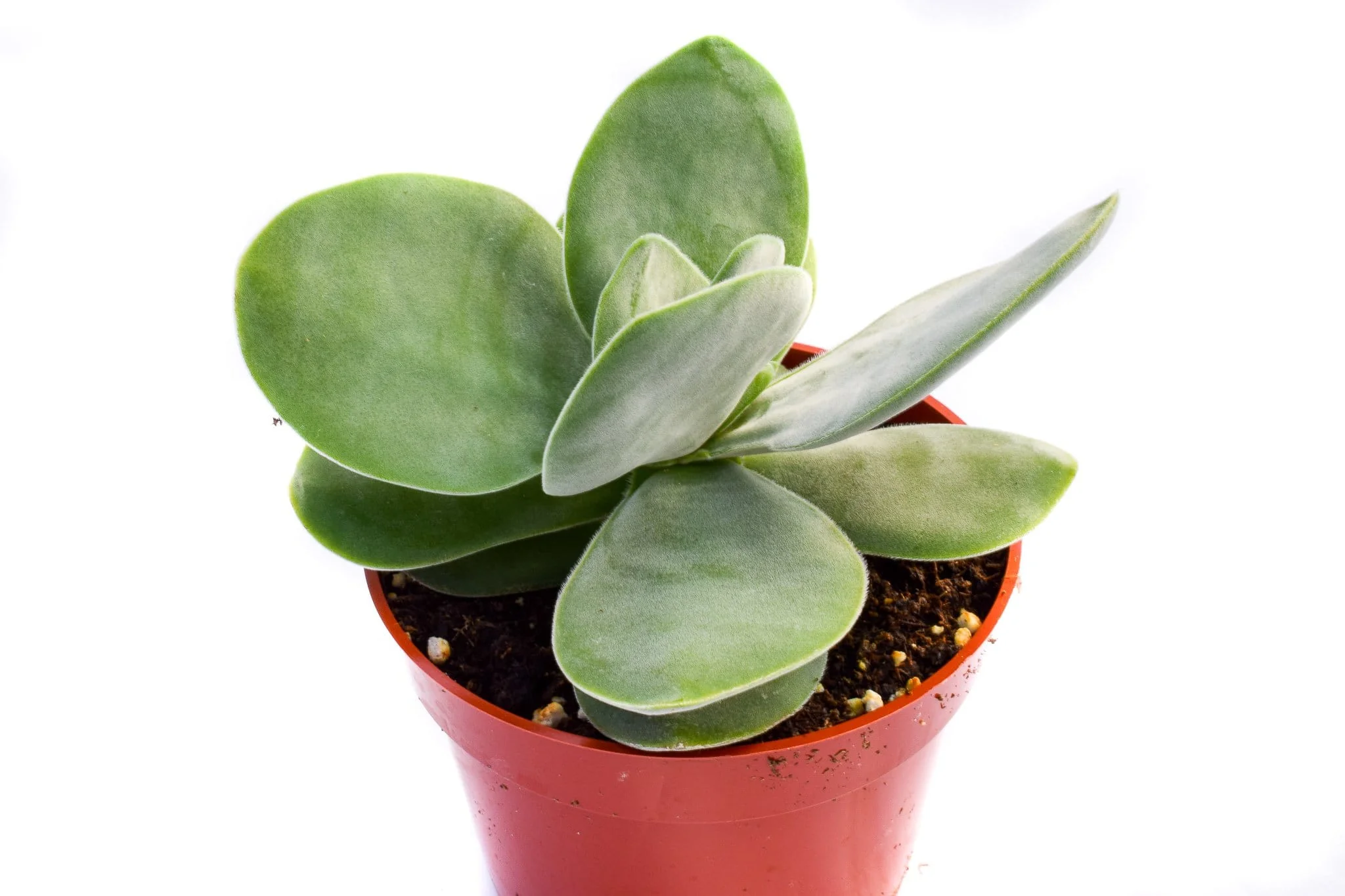 Crassula Dubia