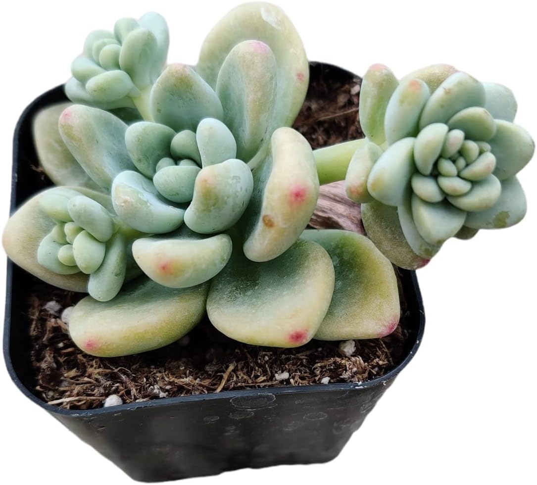 Live Succulent Cactus Plants (2