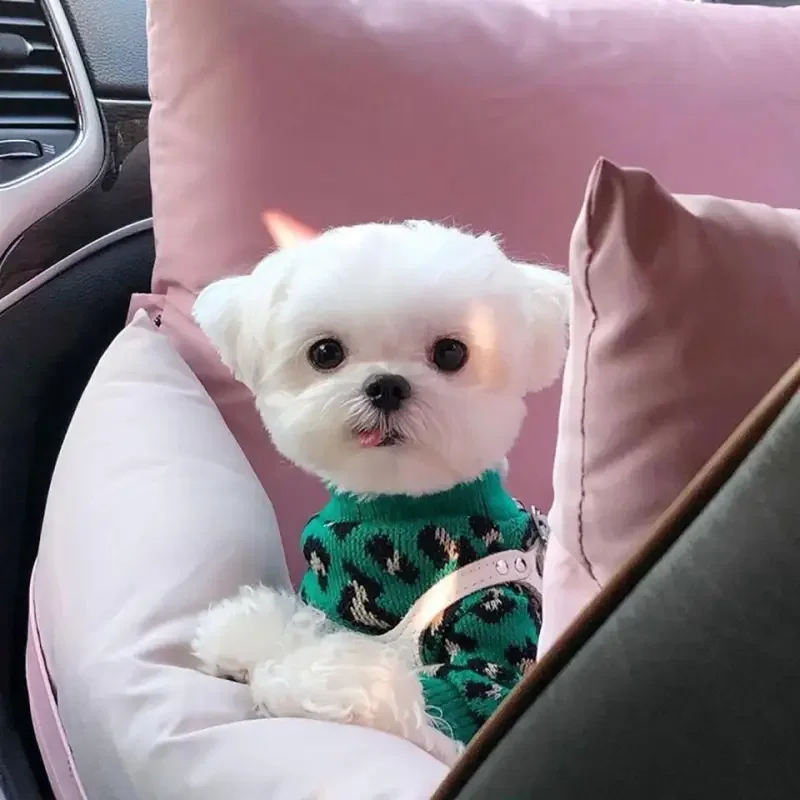 Leopard Knitted Puppy Wool Top