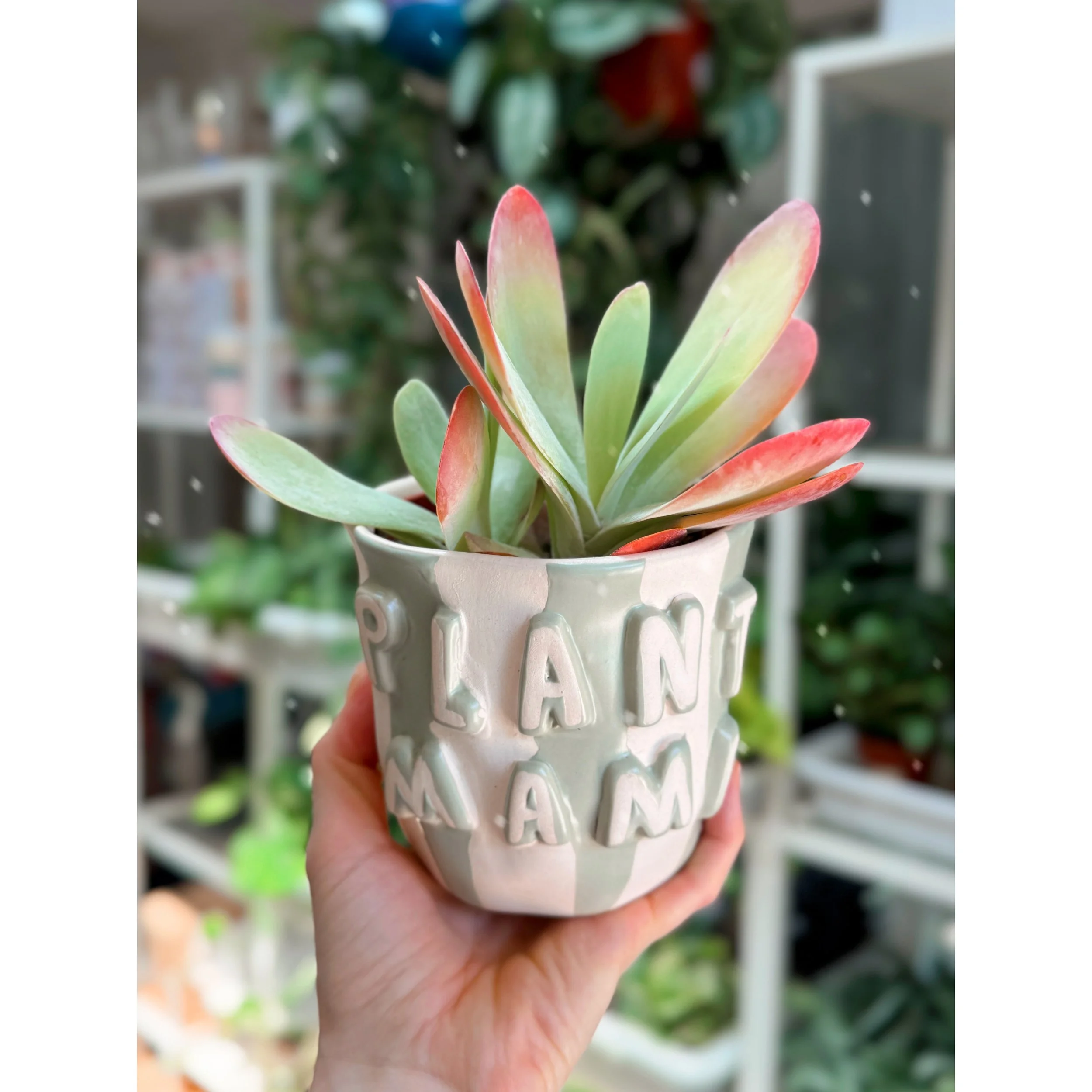 Kalanchoe Luciae Paddle Plant – Bold Architectural Succulent