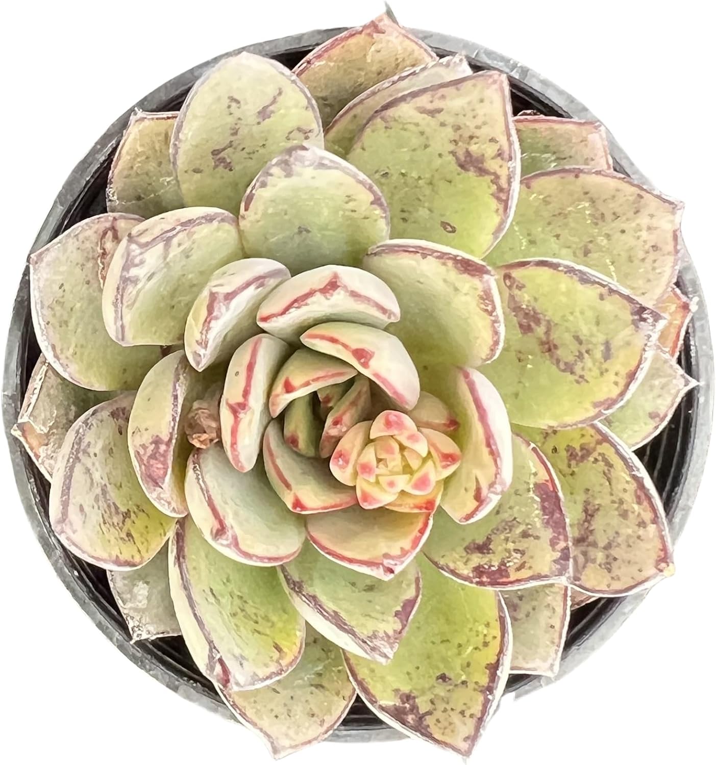 Echeveria Desmetiana Succulent