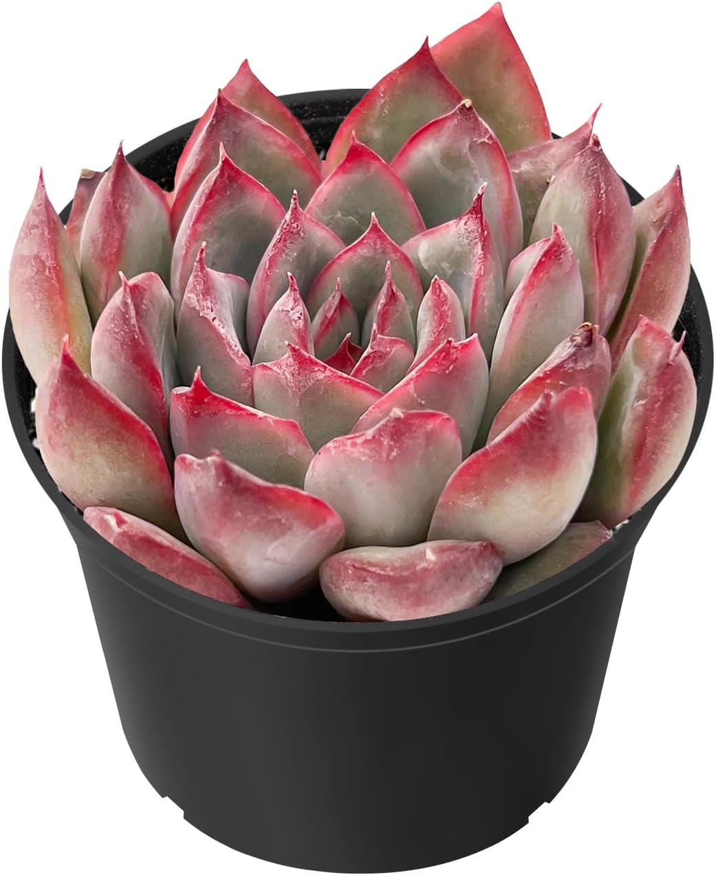 Echeveria Desmetiana Succulent