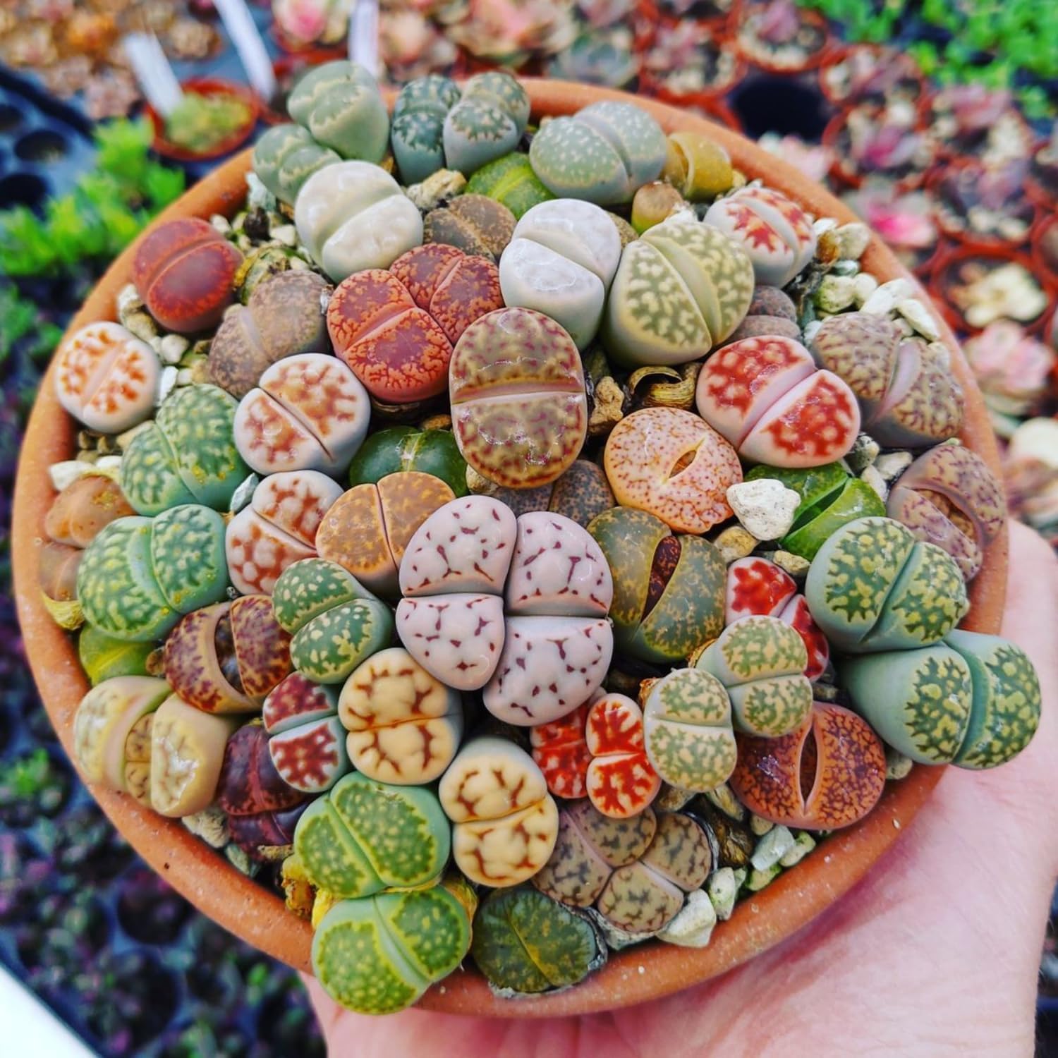 10-Piece Colorful Lithops Living Stones Collection – Rare Succulent Plants
