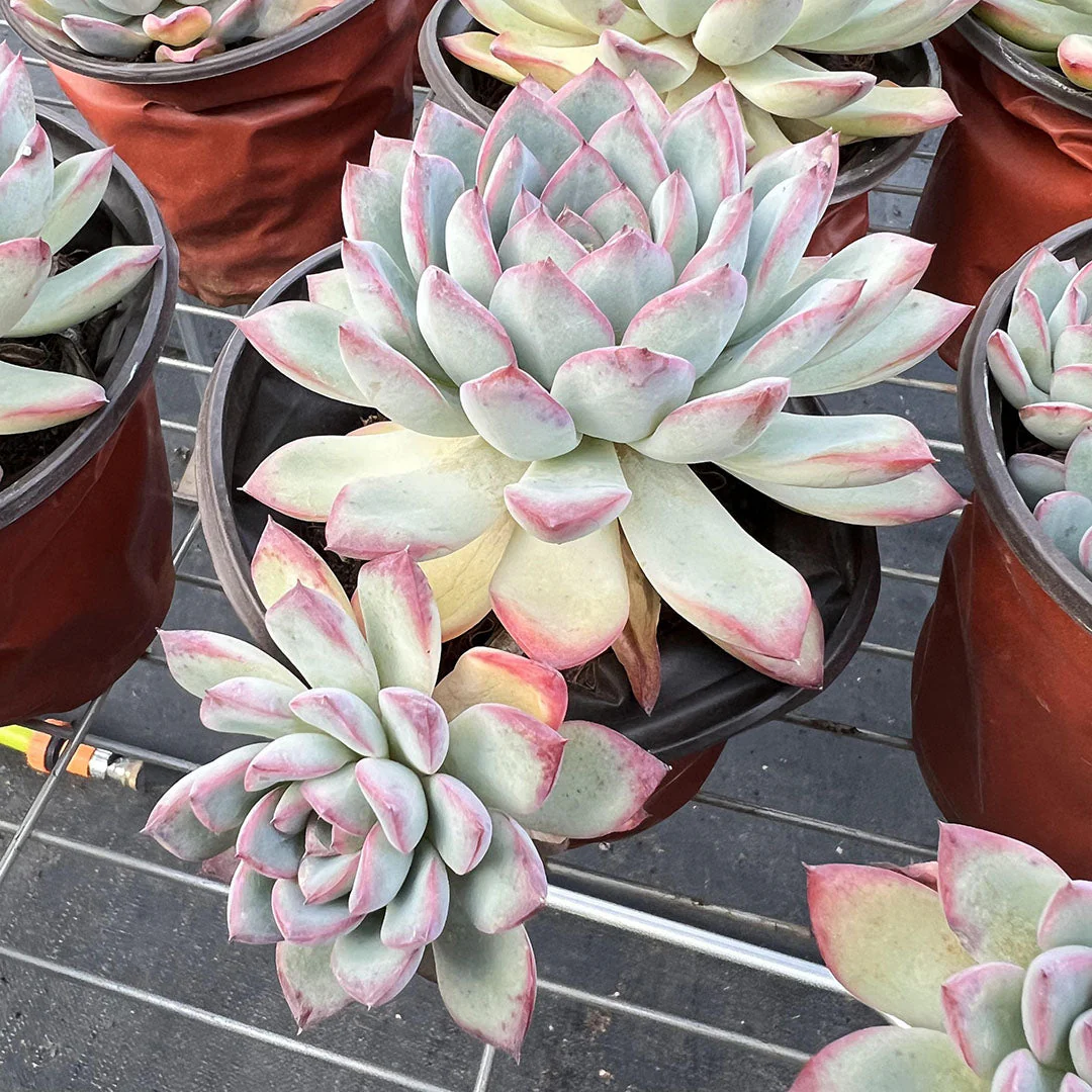 Echeveria Cherry Succulent – Hand-Selected Rosette Plant