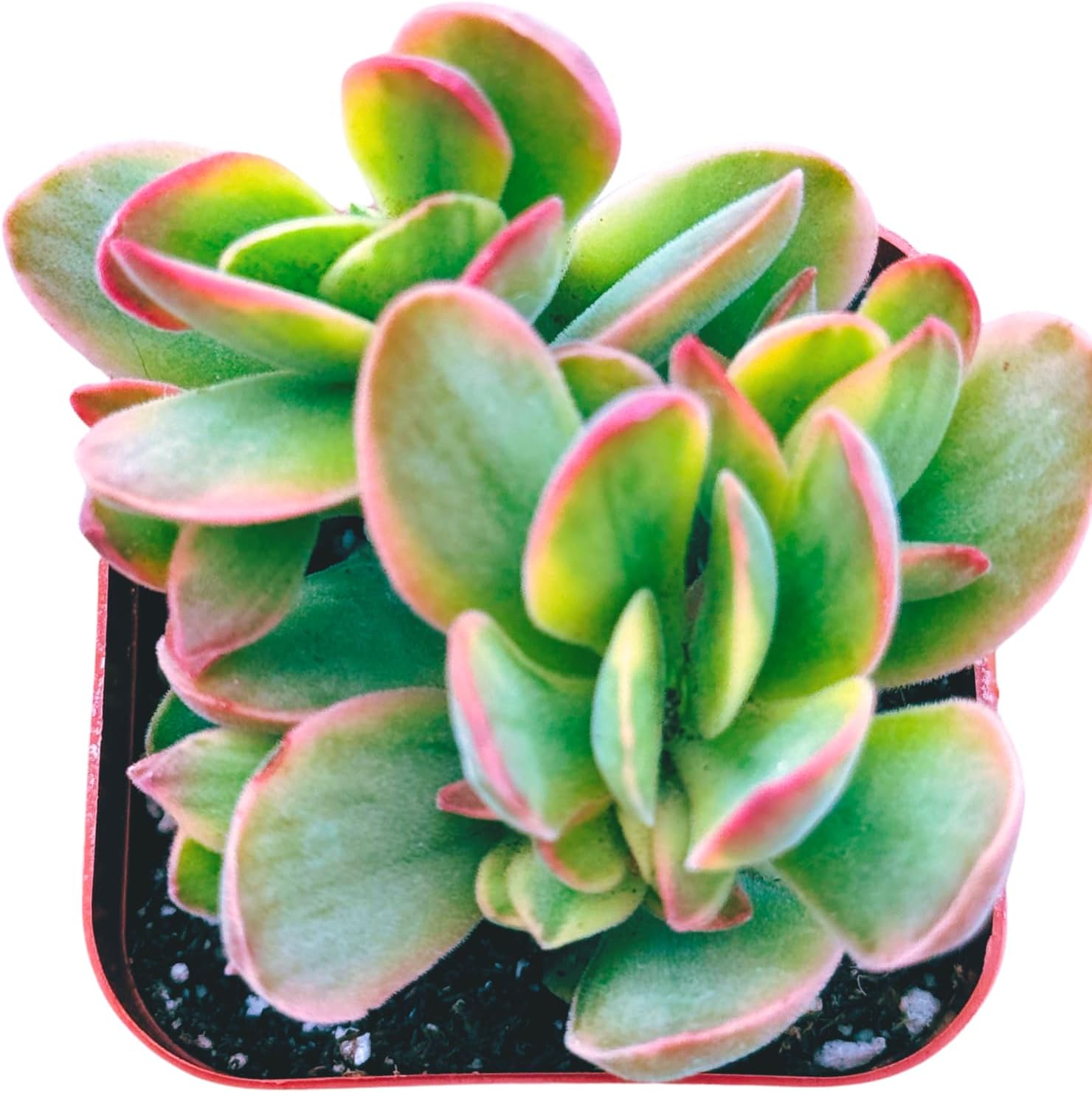 Succulents Plants Live 2inch Live Mini Succulent Plants, Easy Care House Plants Rooted in Succulent Soil Mix, By The Succulent Cult (Crassula Money Maker Variegated, 2 Inch)