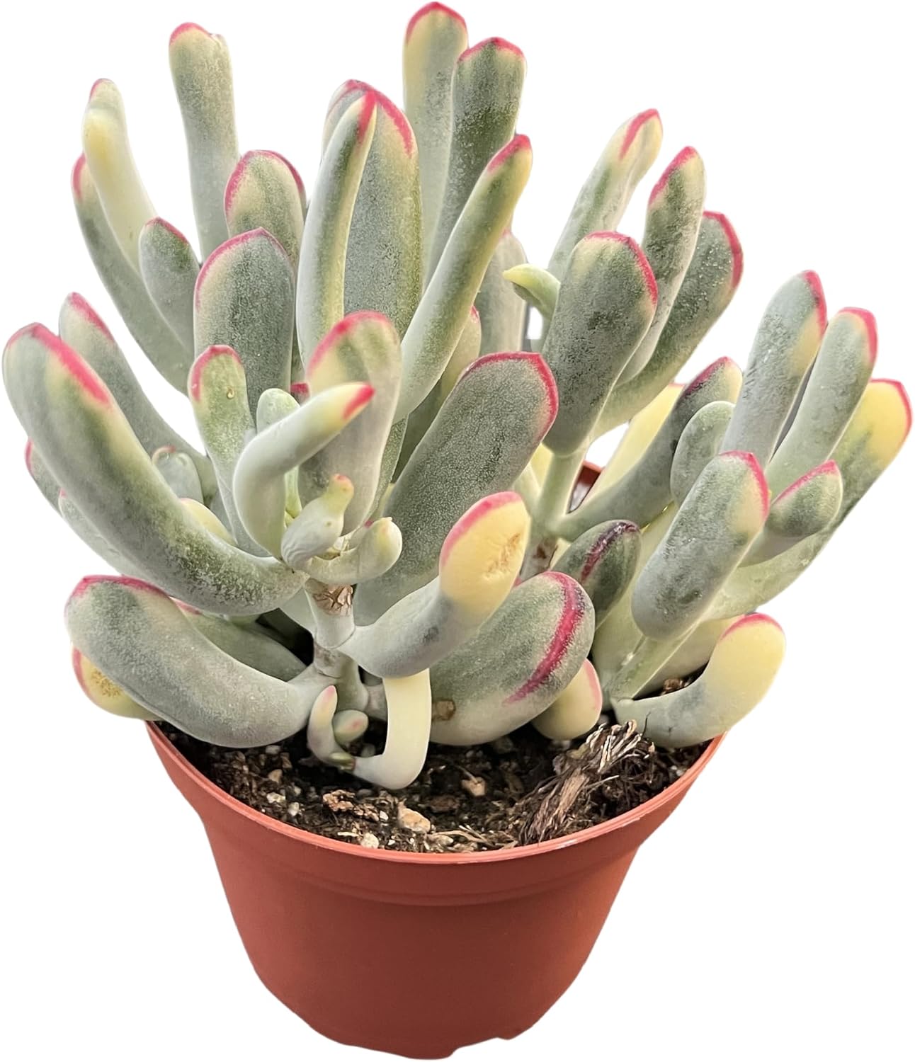 Haworthia Fasciata 'Zebra Cactus' - Easy Care Succulent