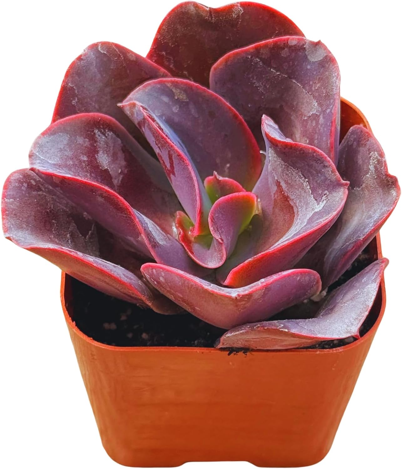 Succulents Plants Live 2inch Live Mini Succulent Plants, Easy Care House Plants Rooted in Succulent Soil Mix, By The Succulent Cult (Crassula Money Maker Variegated, 2 Inch)