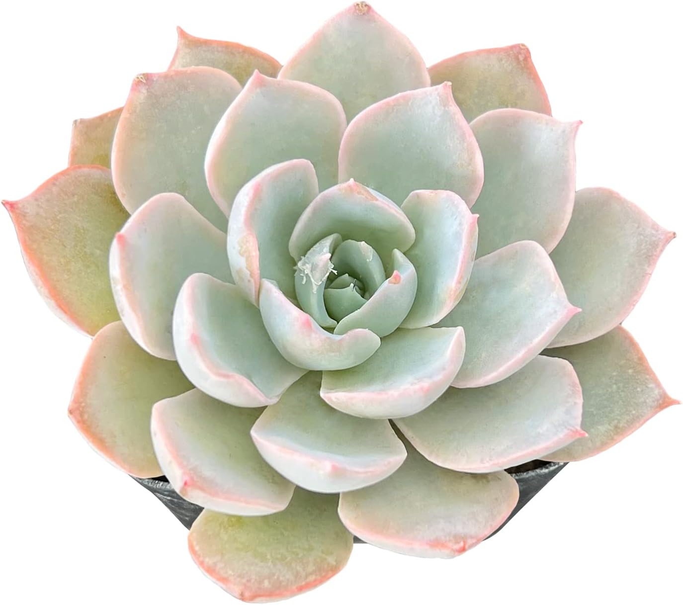 Echeveria Desmetiana Succulent