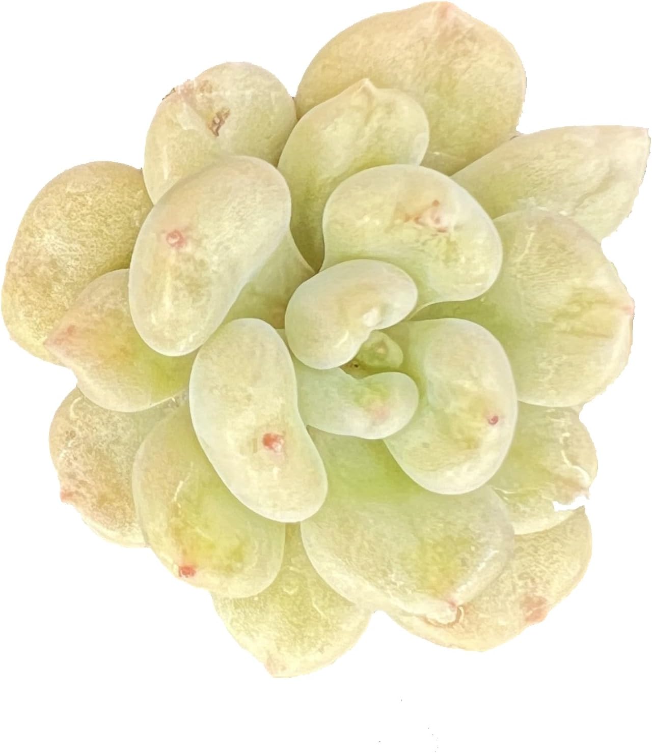Echeveria Desmetiana Succulent