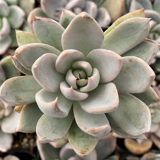 Coppertone Sedum Succulent – Golden Copper Easy-Care Plant