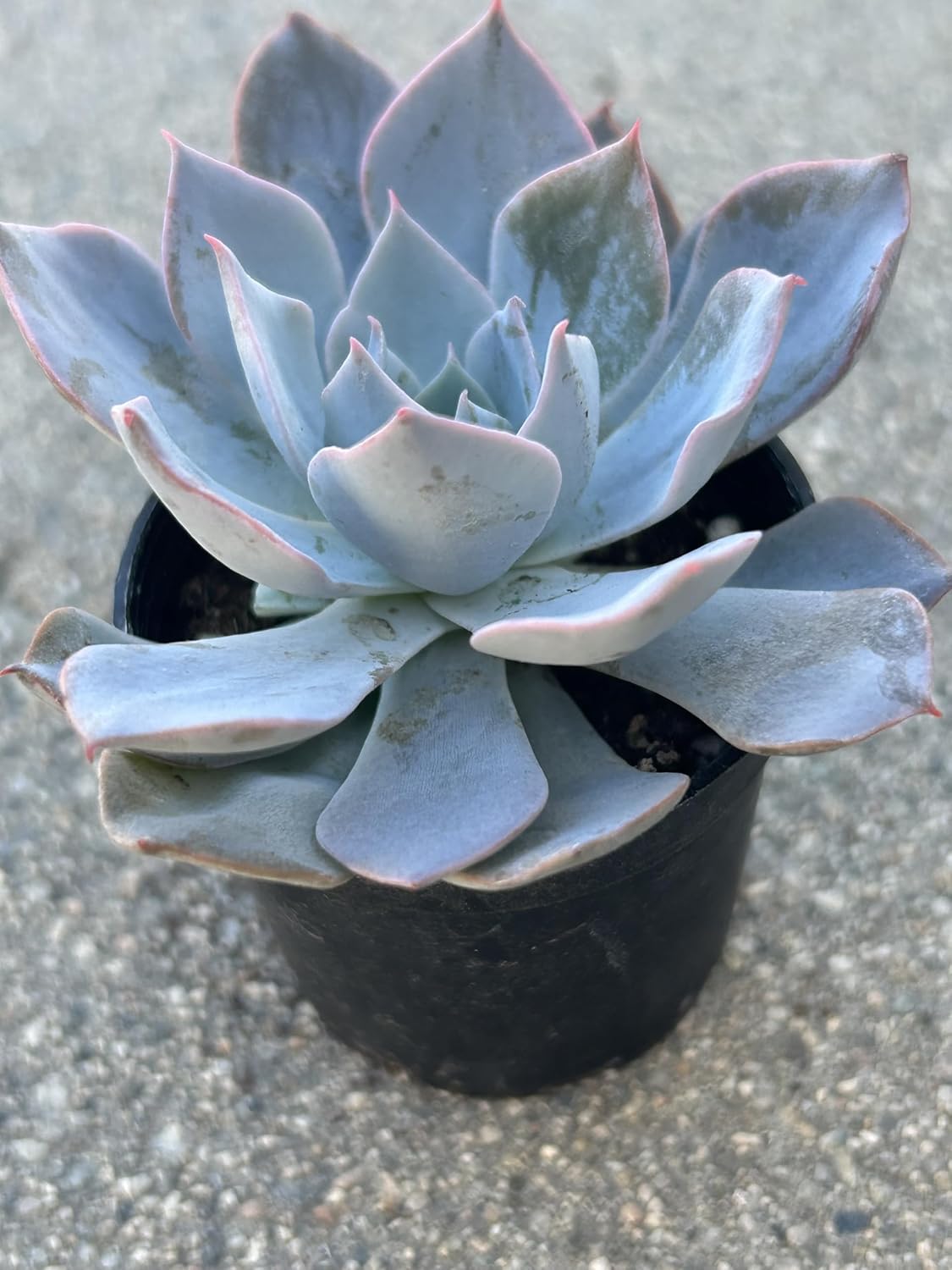 Echeveria Desmetiana Succulent – Blue-Green Rosette with Pink Edges