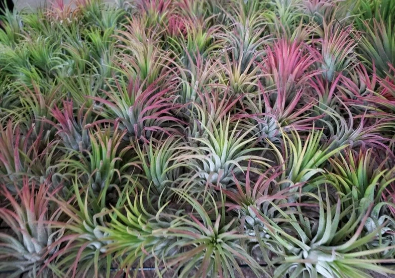 Tillandsia Rubra Air Plan