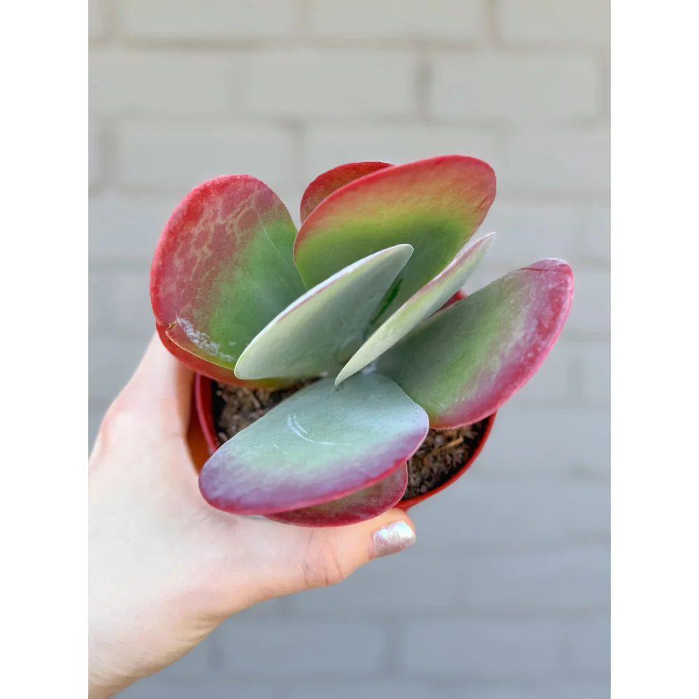 Kalanchoe Luciae Paddle Plant – Bold Architectural Succulent