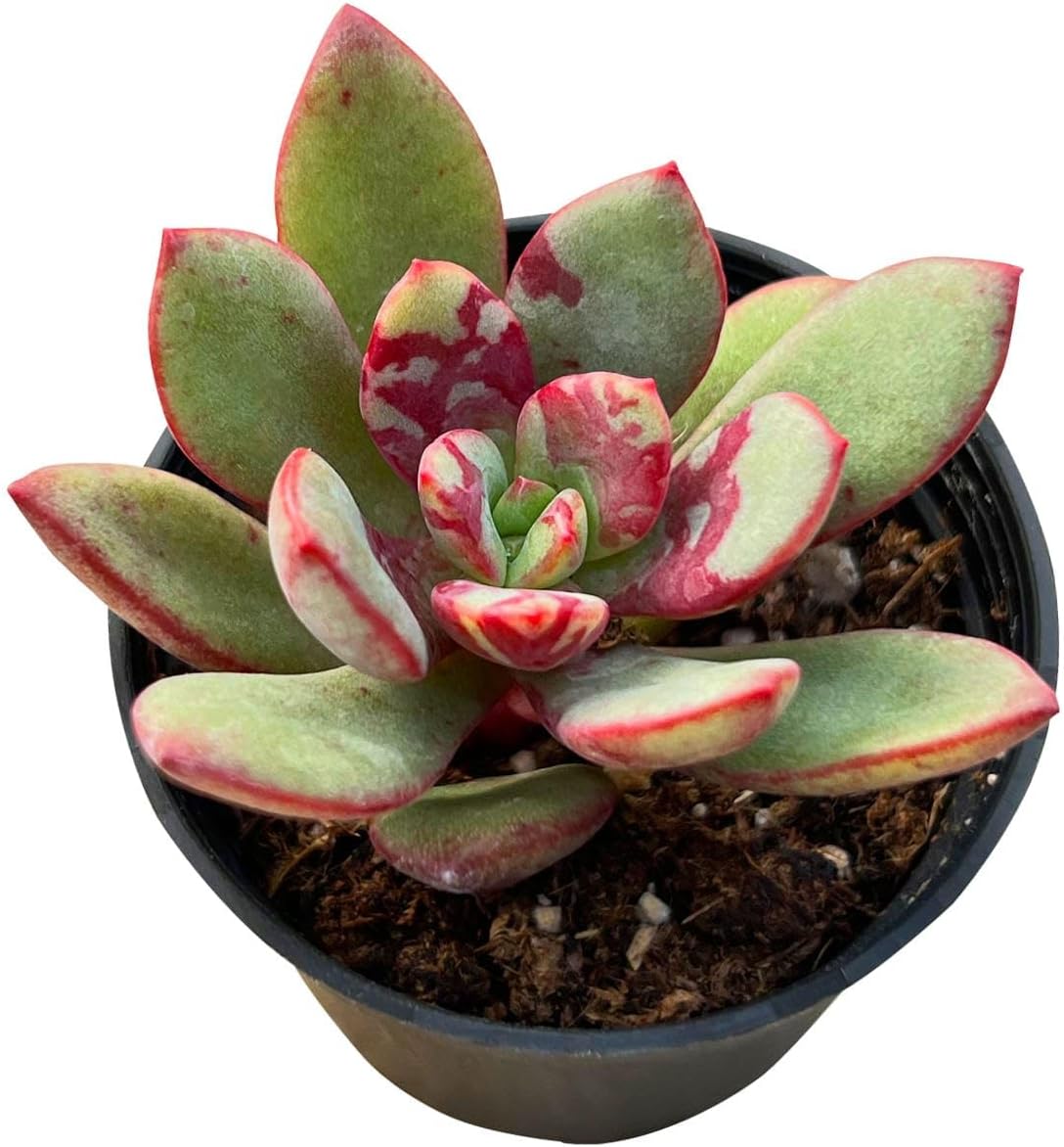Echeveria Desmetiana Succulent