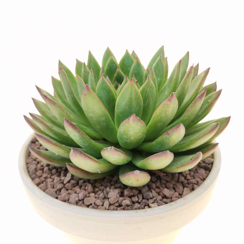 Echeveria Agavoides Dark Green Succulent – Elegant Rosette Plant with Eco Bamboo Pot