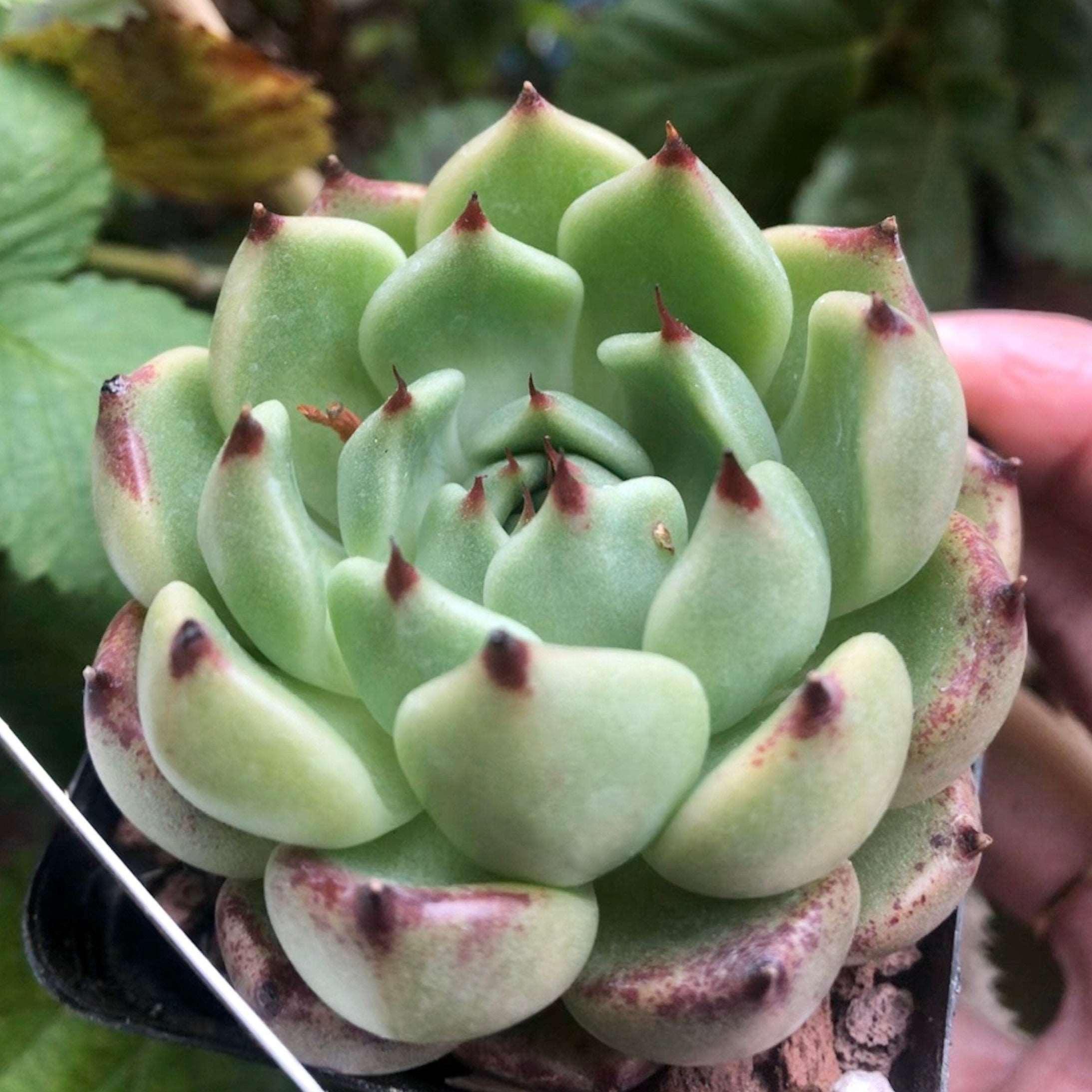 Echeveria Dark Knight