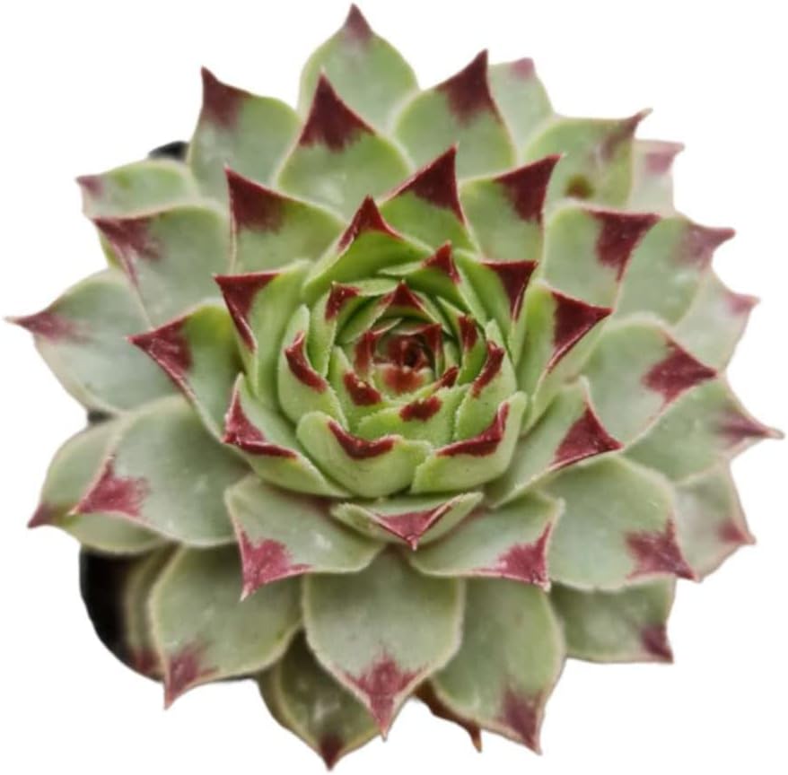 Live Succulent Cactus Plants (2