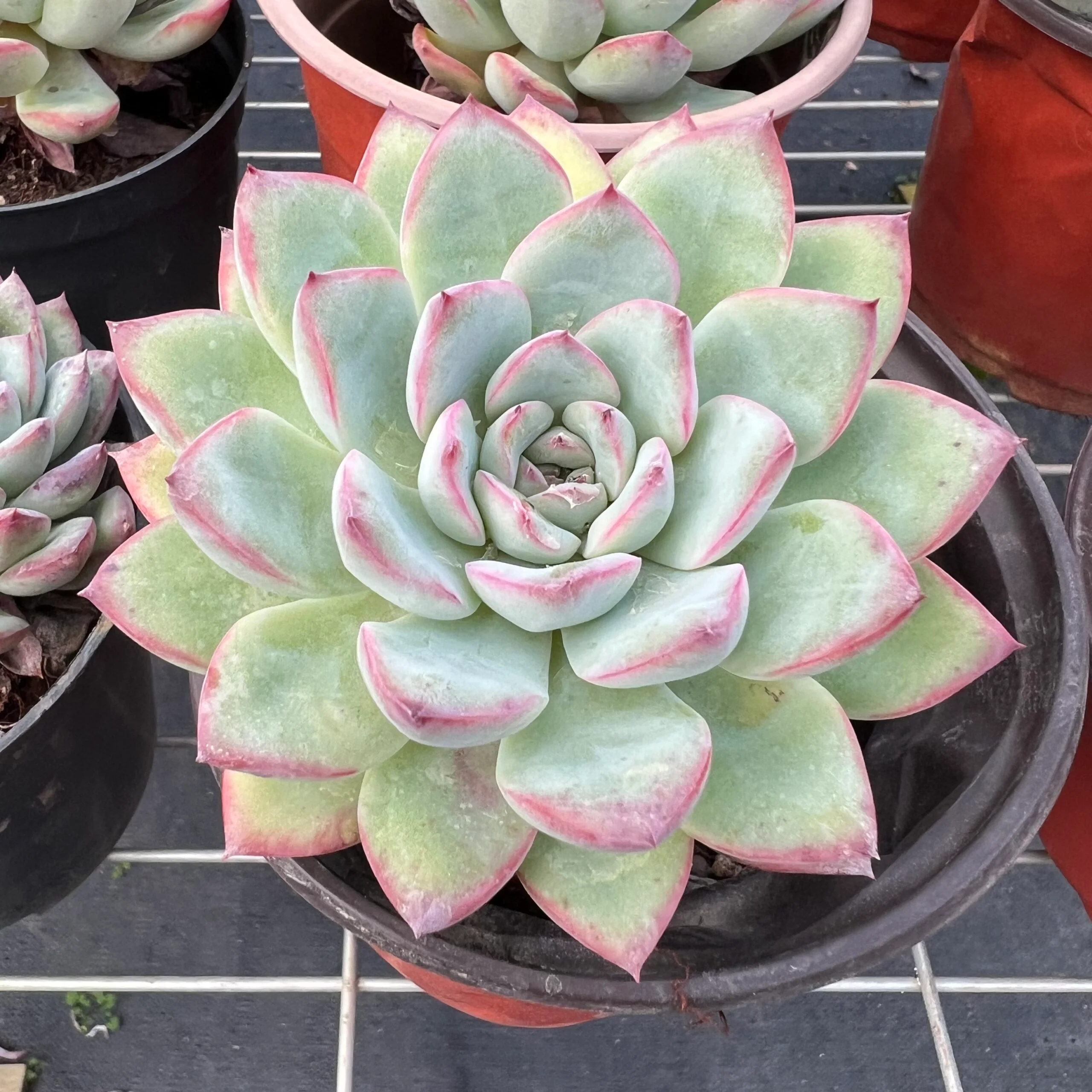 Echeveria Cherry Succulent – Hand-Selected Rosette Plant