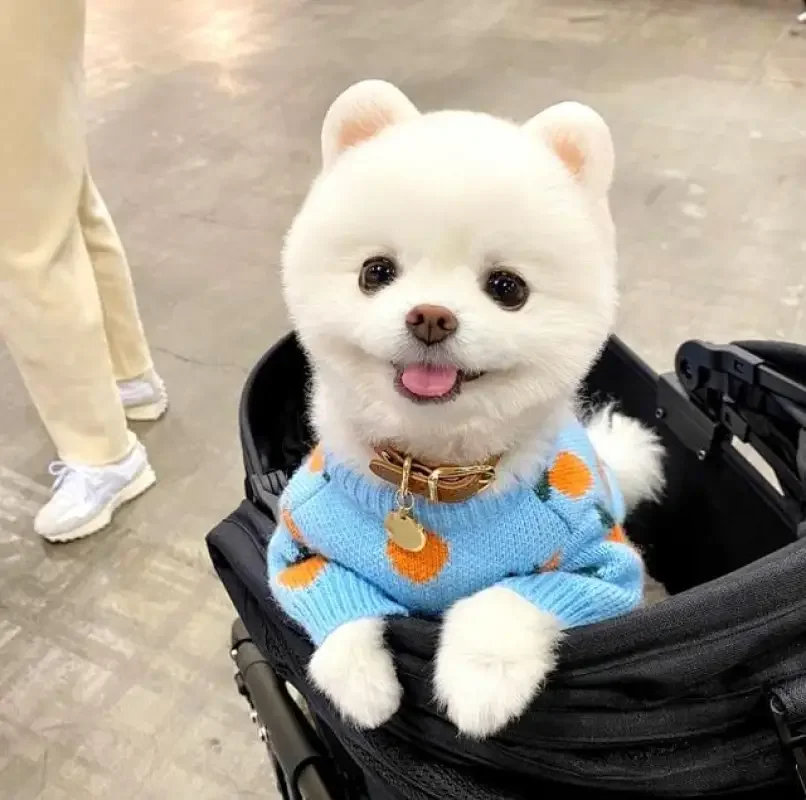 Cute Pet Clothes