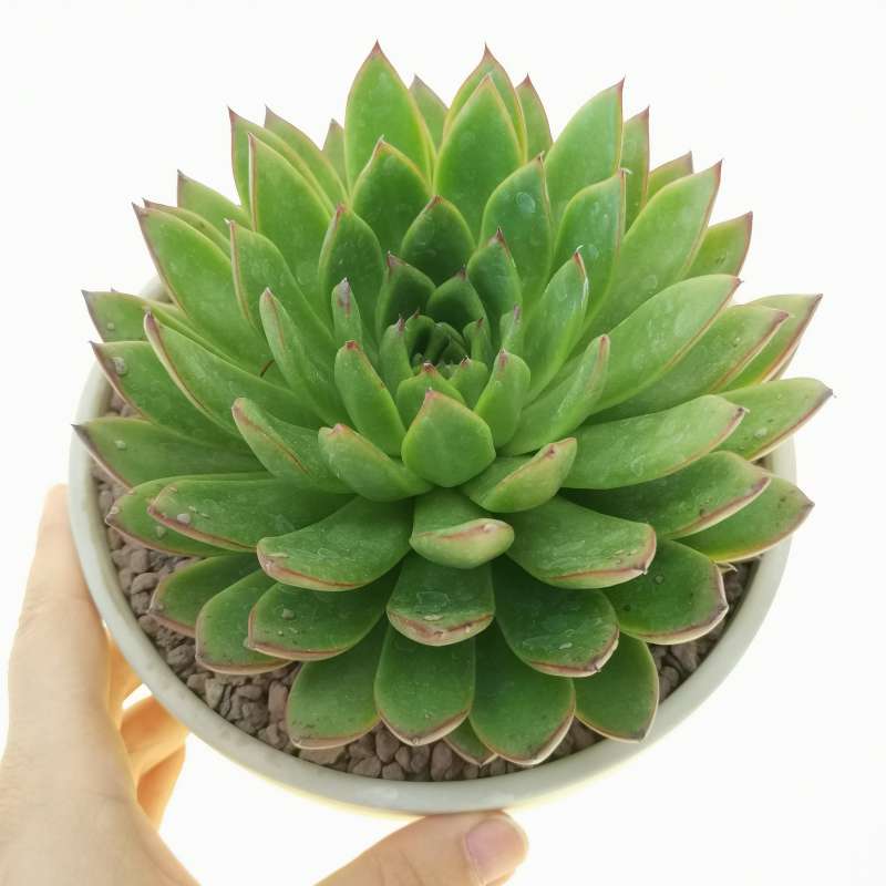 Echeveria Agavoides Dark Green Succulent – Elegant Rosette Plant with Eco Bamboo Pot