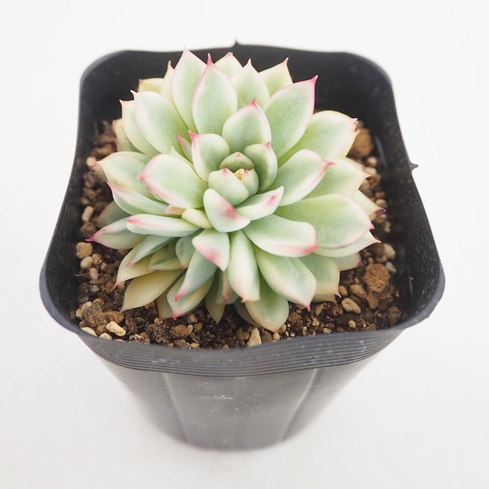 ITANSE Echeveria PARPSOLUM White Form 2.5-inch 1-piece Sold [Choose by Variety of Succulents] Beautiful White Skin
