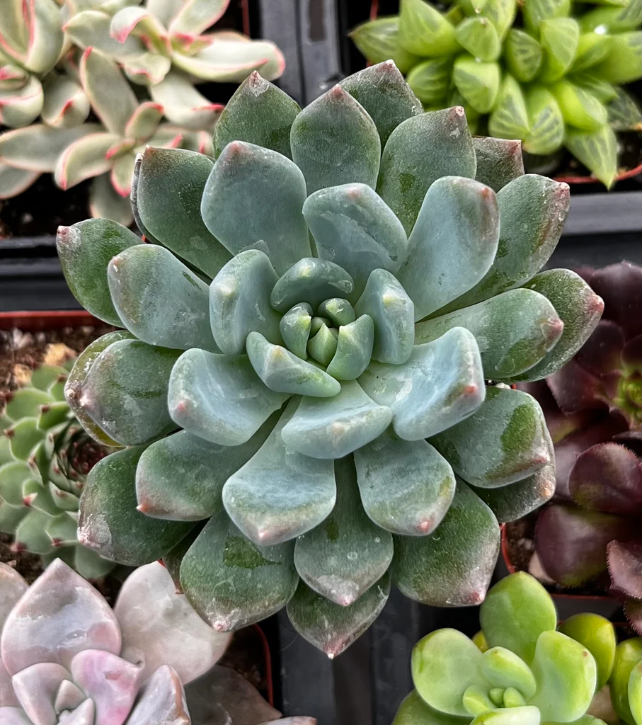 Echeveria Morning Dew Succulent – Premium Pastel Rosette Live Plant