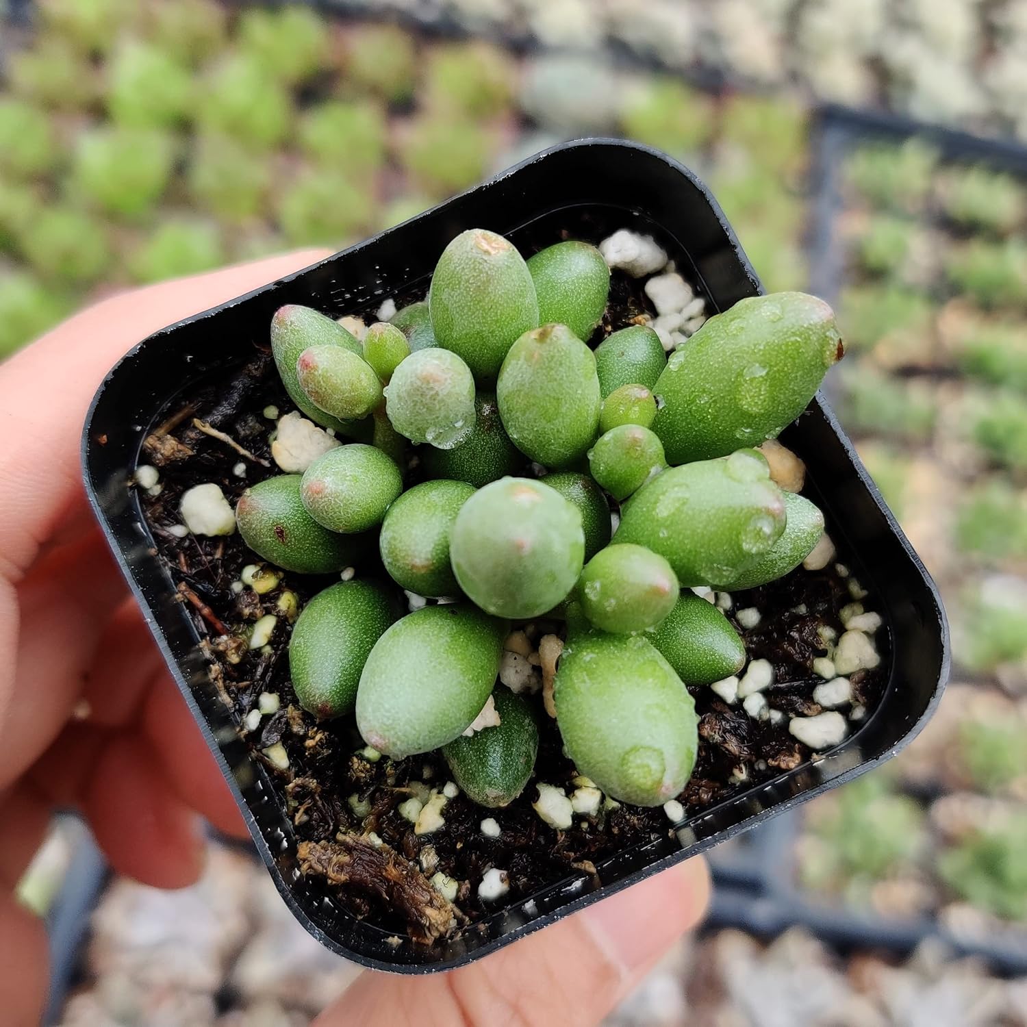 Live Succulent Cactus Plants (2