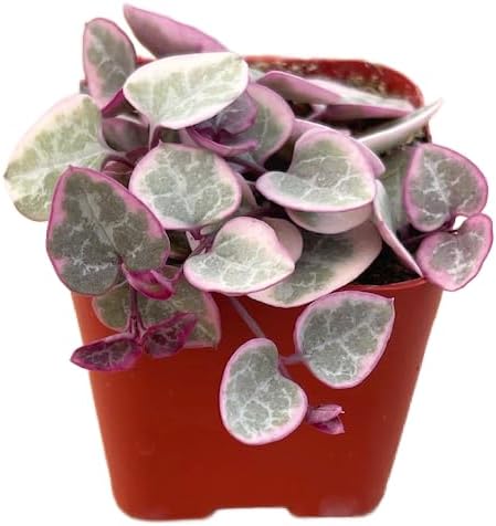Succulents Plants Live 2inch Live Mini Succulent Plants, Easy Care House Plants Rooted in Succulent Soil Mix, By The Succulent Cult (Crassula Money Maker Variegated, 2 Inch)