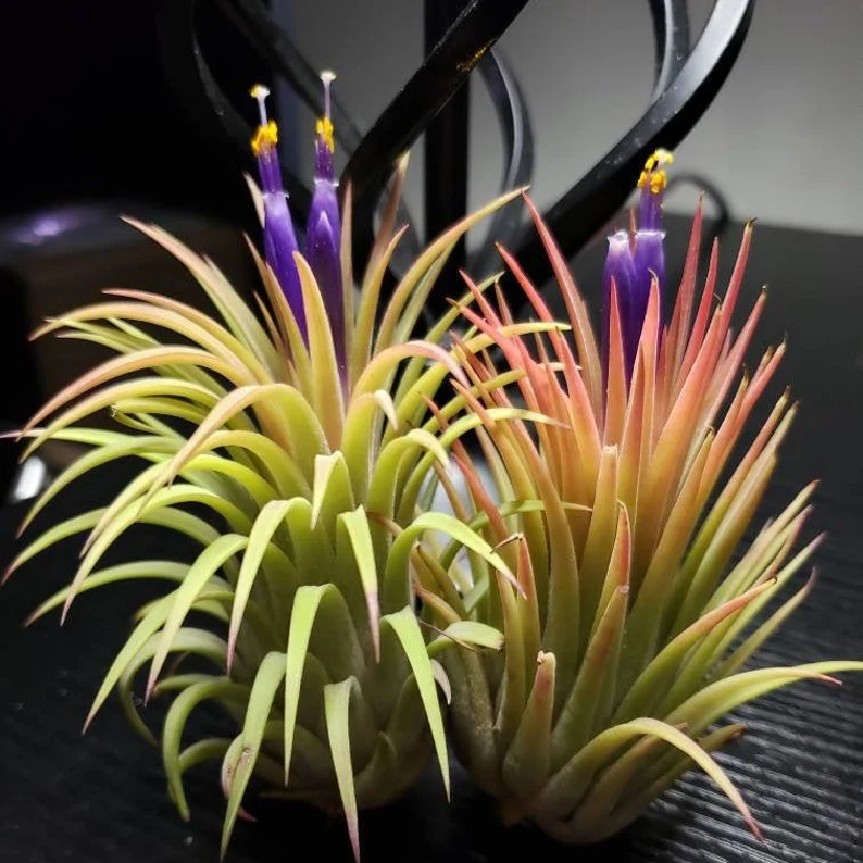 Tillandsia Rubra Air Plan
